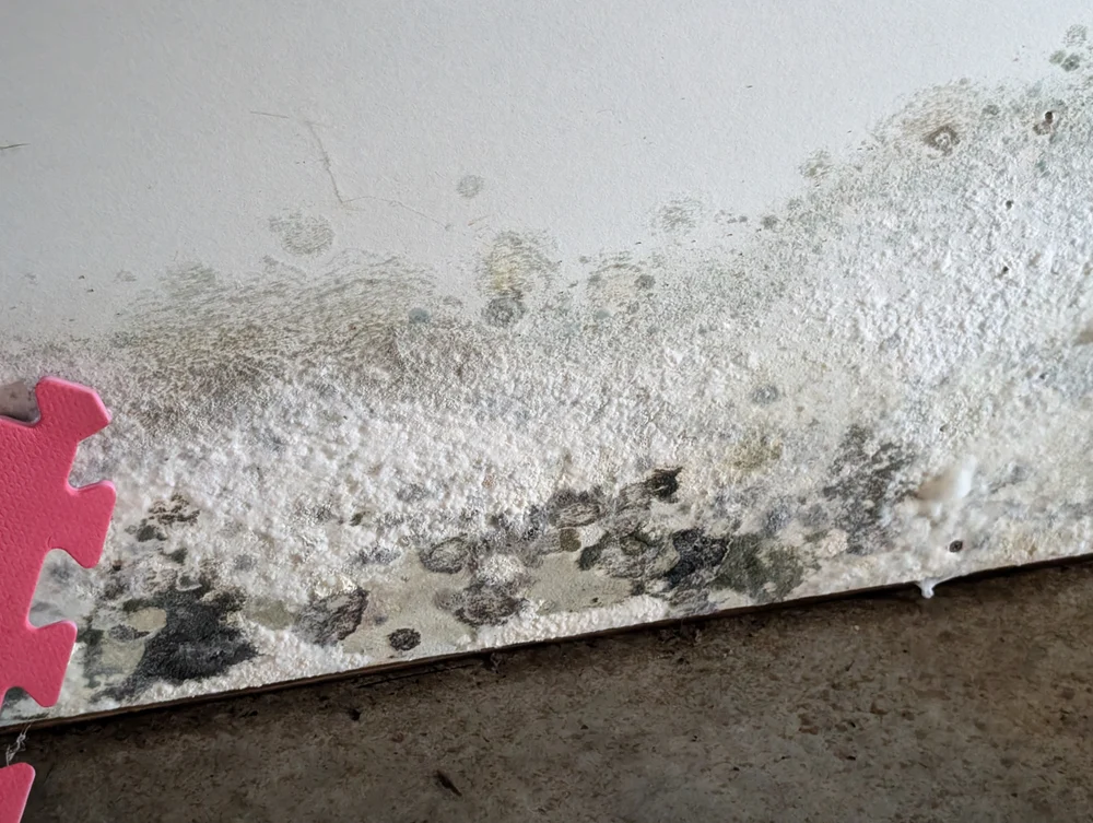 Visible discoloration and growth along the lower edge of drywall in a Montgomery County, Virginia, home